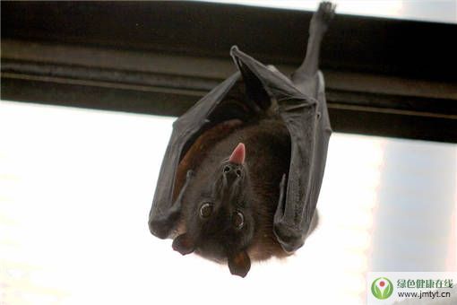 �����ֱ�Ӹ�Ⱦ��