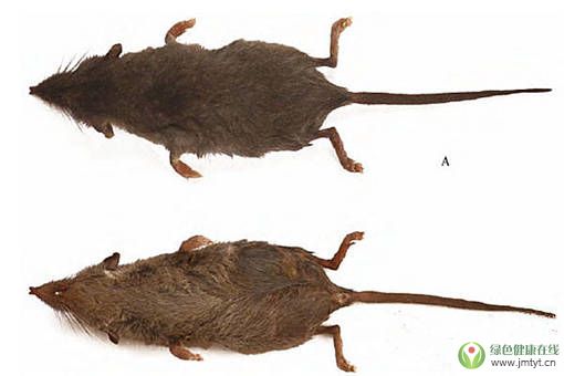 �����Sɽ�l(f��)�F(xi��n)�ɂ�(g��)���������N�����SɽС����